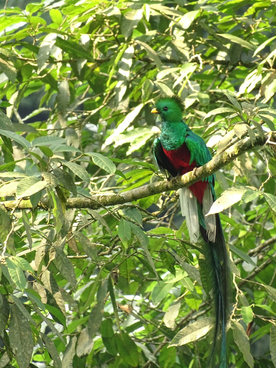 Resplendent Quetzal - ML228504071