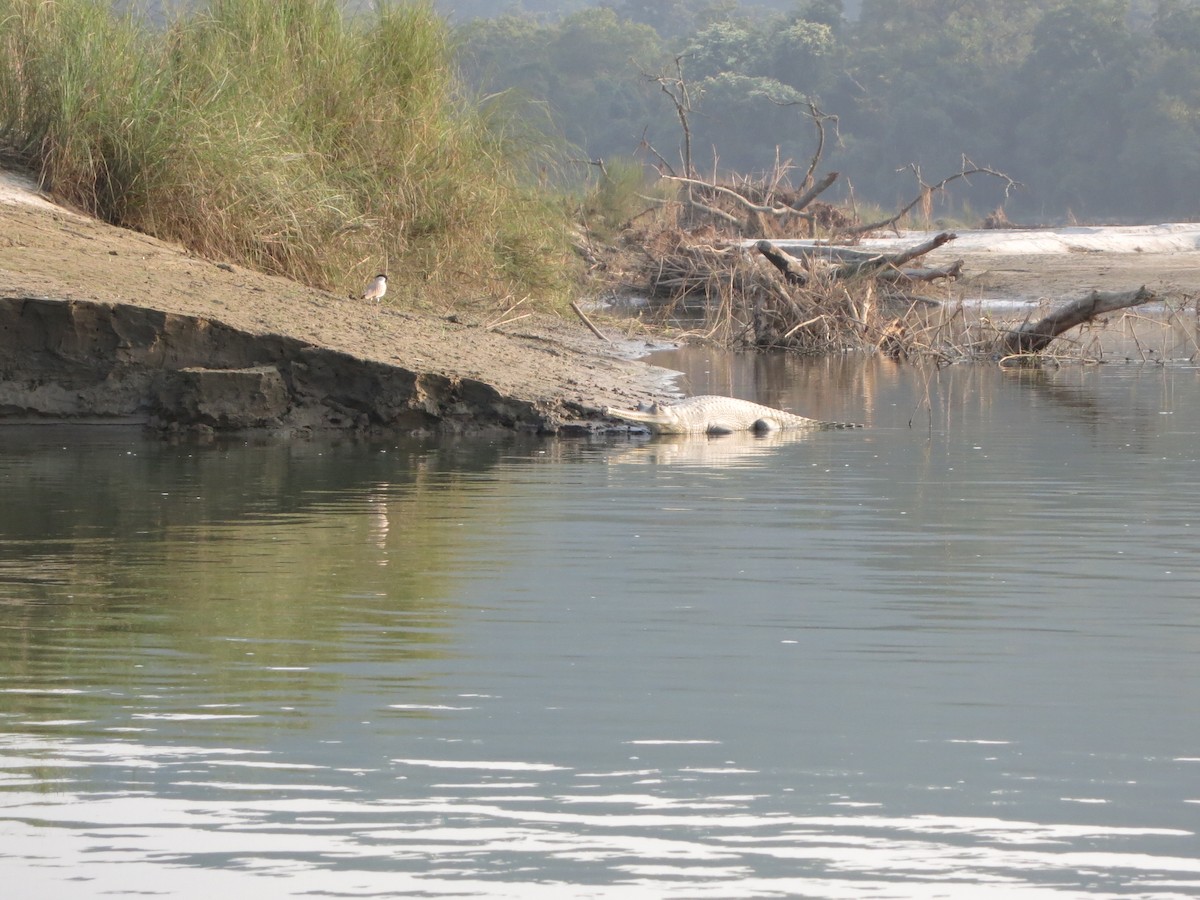 River Lapwing - ML228504291