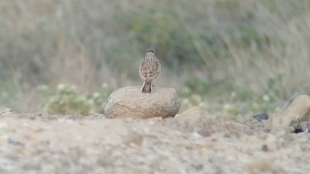 Mediterranean Short-toed Lark - ML228505081