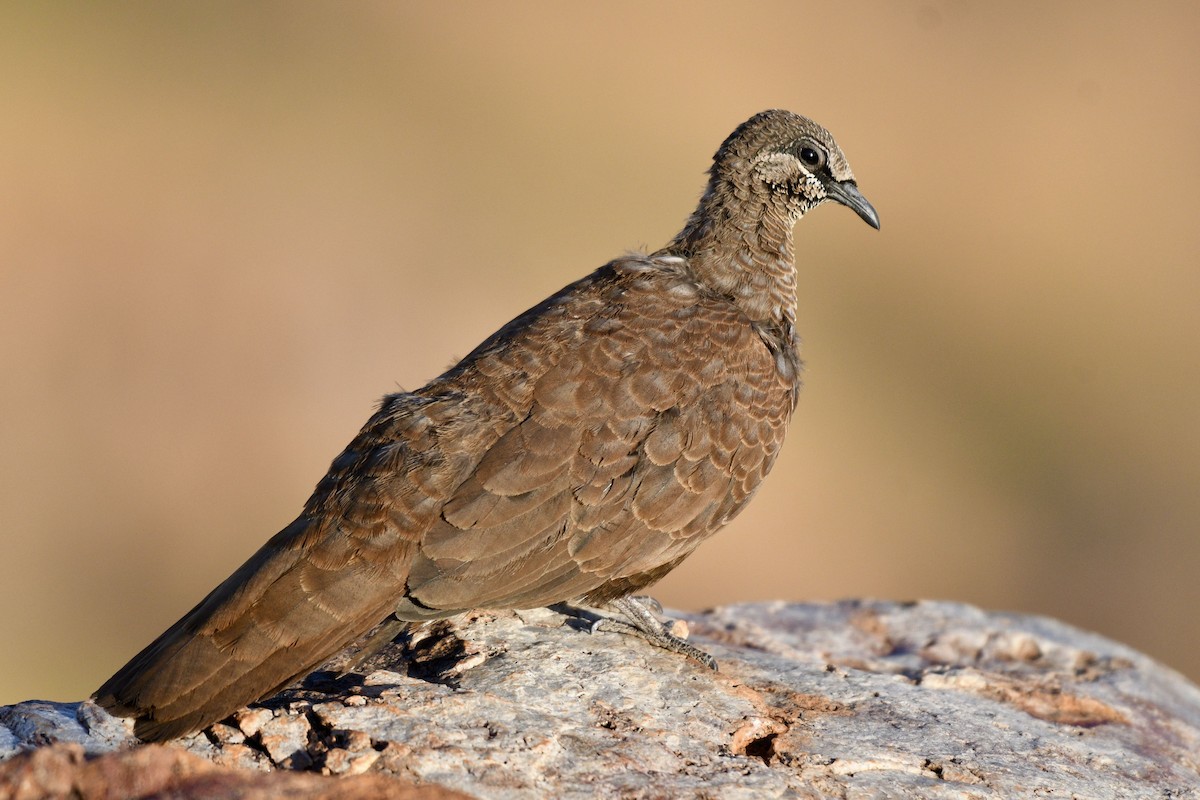 White-quilled Rock-Pigeon - ML228505491