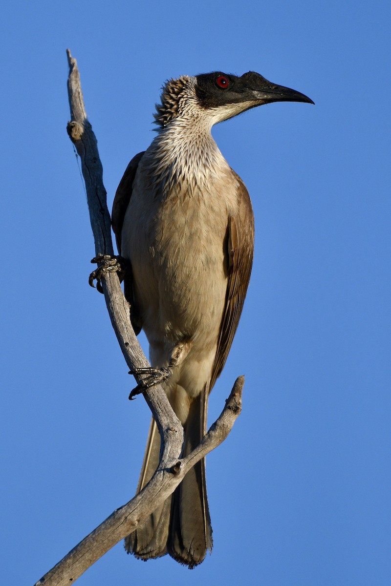 Silver-crowned Friarbird - ML228505551