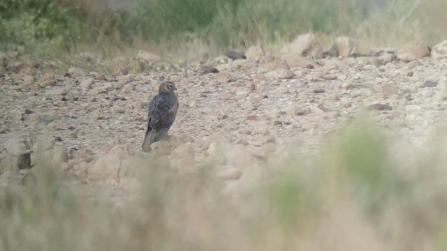 Montagu's Harrier - ML228506011