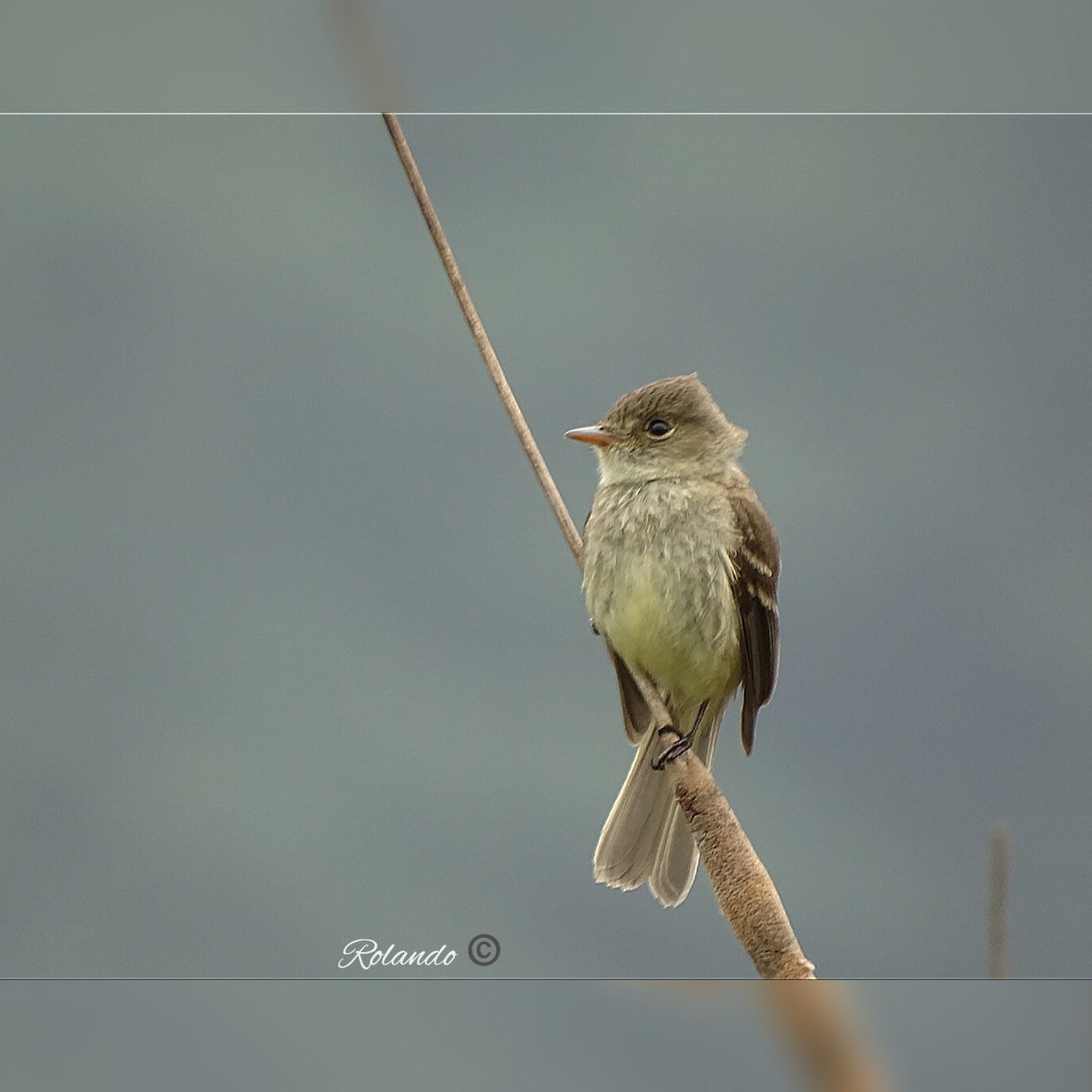 White-throated Flycatcher - ML228506391
