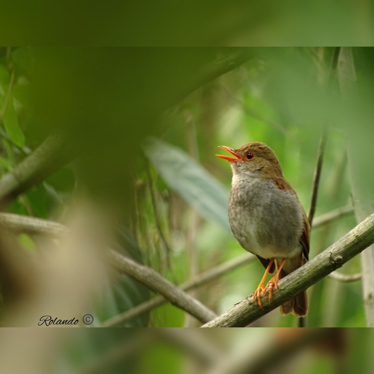 Orange-billed Nightingale-Thrush - ML228506471