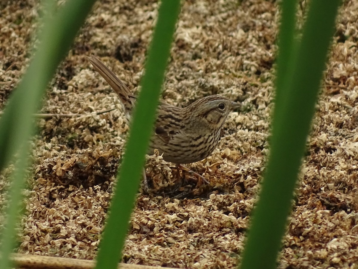 Lincoln's Sparrow - ML228506561