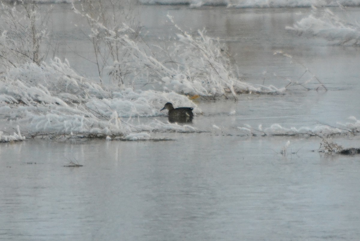 Green-winged Teal - Evan Pye