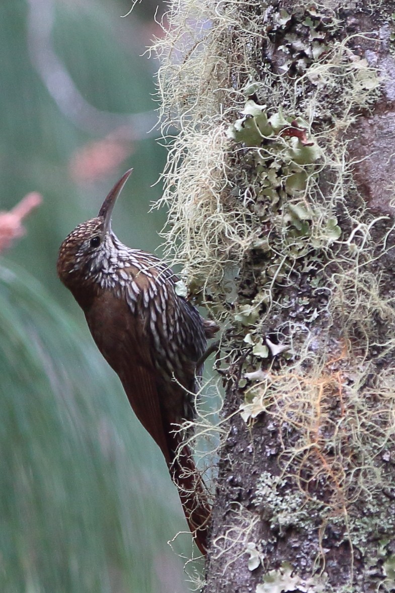 Montane Woodcreeper - ML228509411