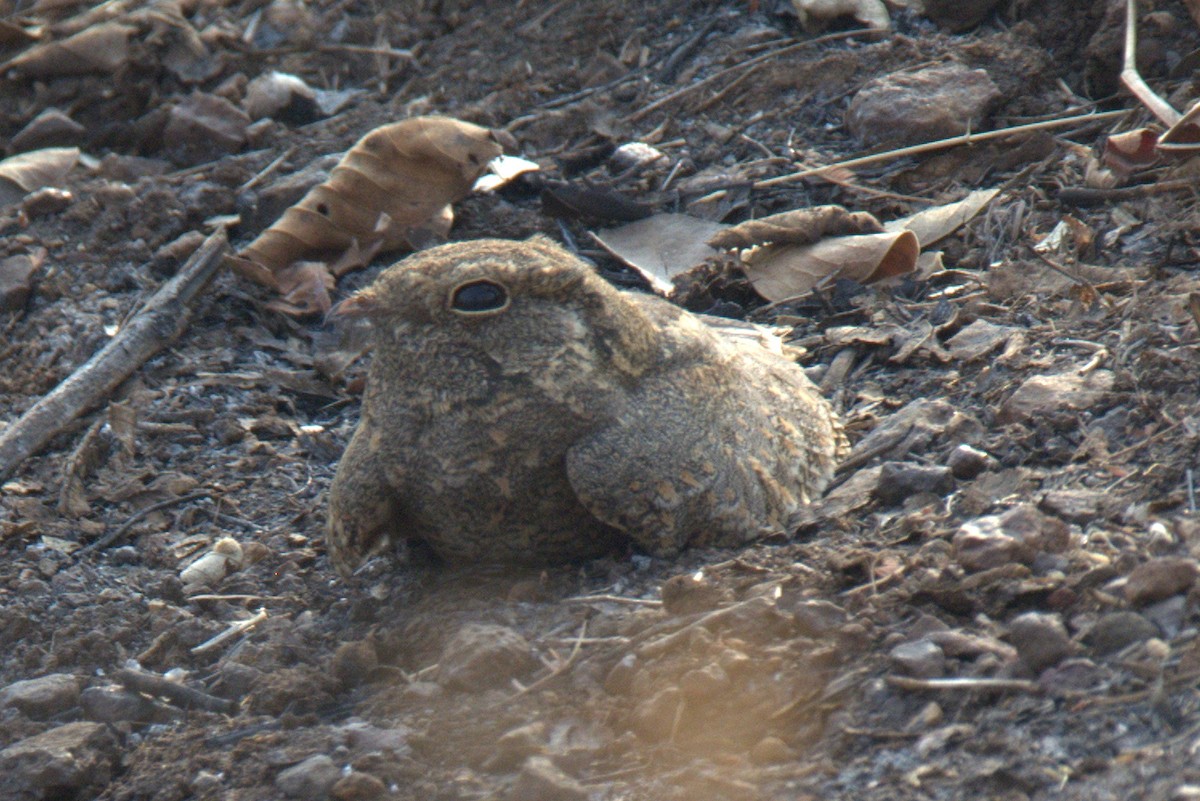 Engoulevent affin - ML228512231