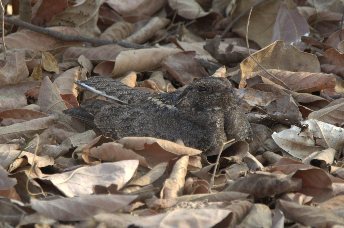 Engoulevent affin - ML228512241