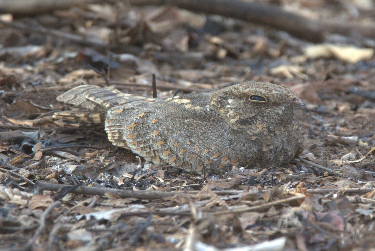 Engoulevent affin - ML228512251