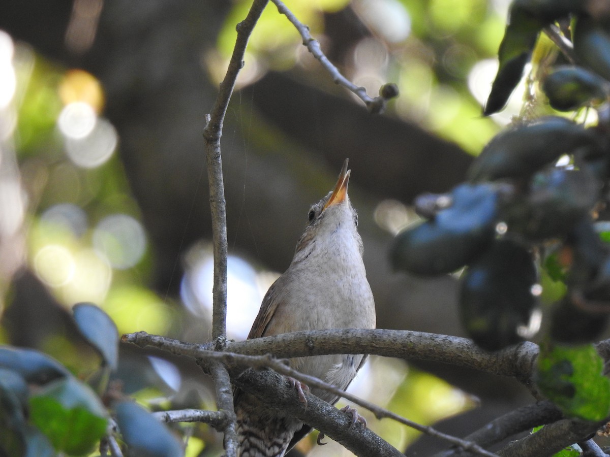 Northern House Wren - ML228513061