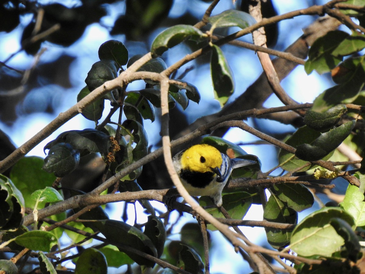 Hermit Warbler - Dorian Charnis