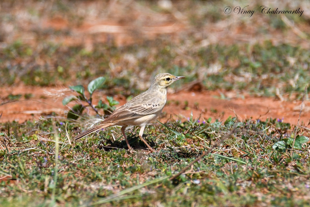 Tawny Pipit - ML228514041