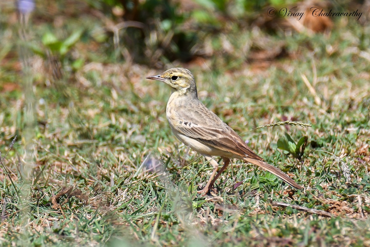 Tawny Pipit - ML228514111