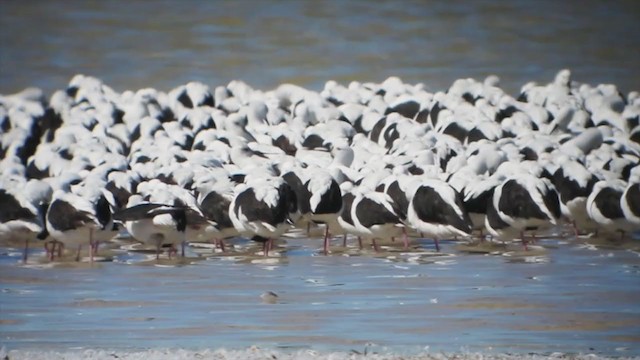 Banded Stilt - ML228514341