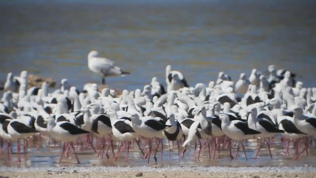 Banded Stilt - ML228514521