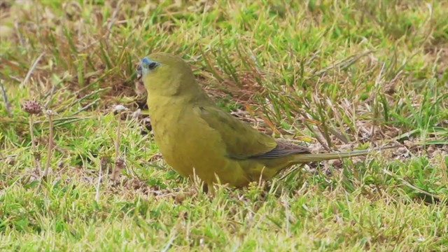 Rock Parrot - ML228515001