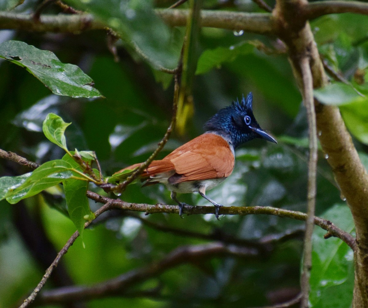 Indian Paradise-Flycatcher - ML228517711