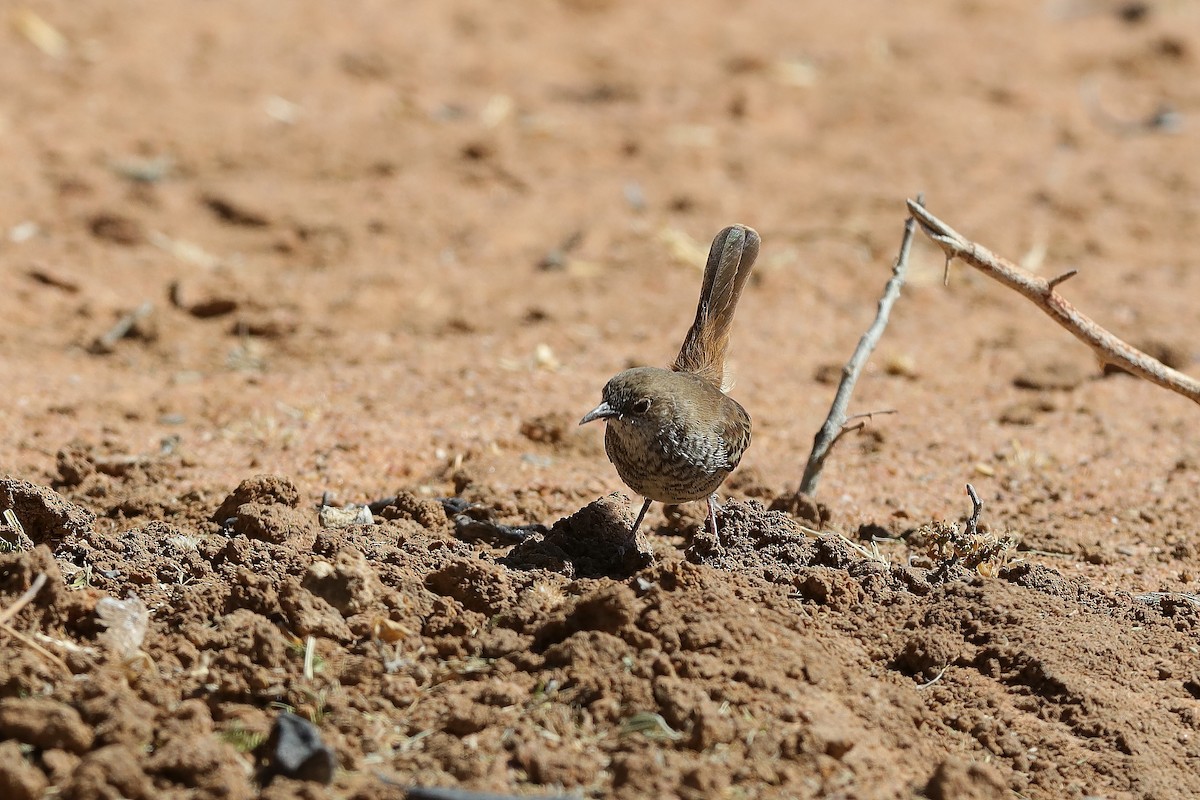 Barred Wren-Warbler - ML228519761