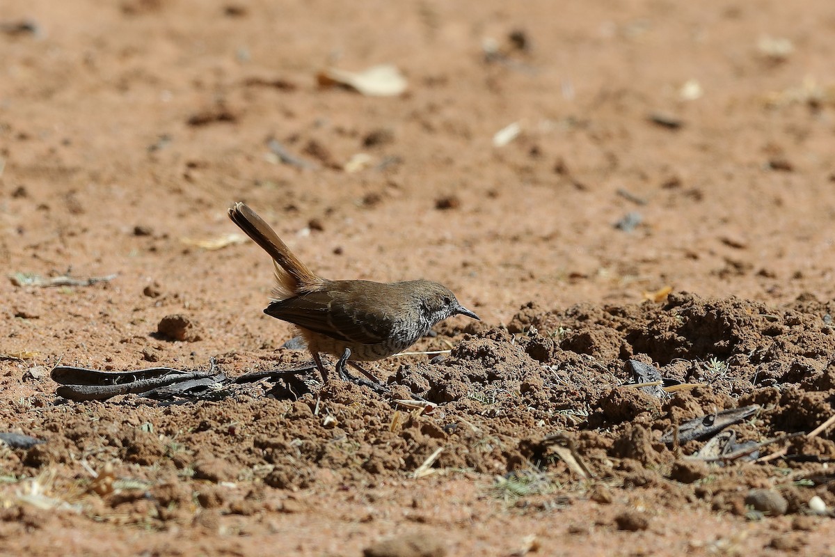 Barred Wren-Warbler - ML228519821