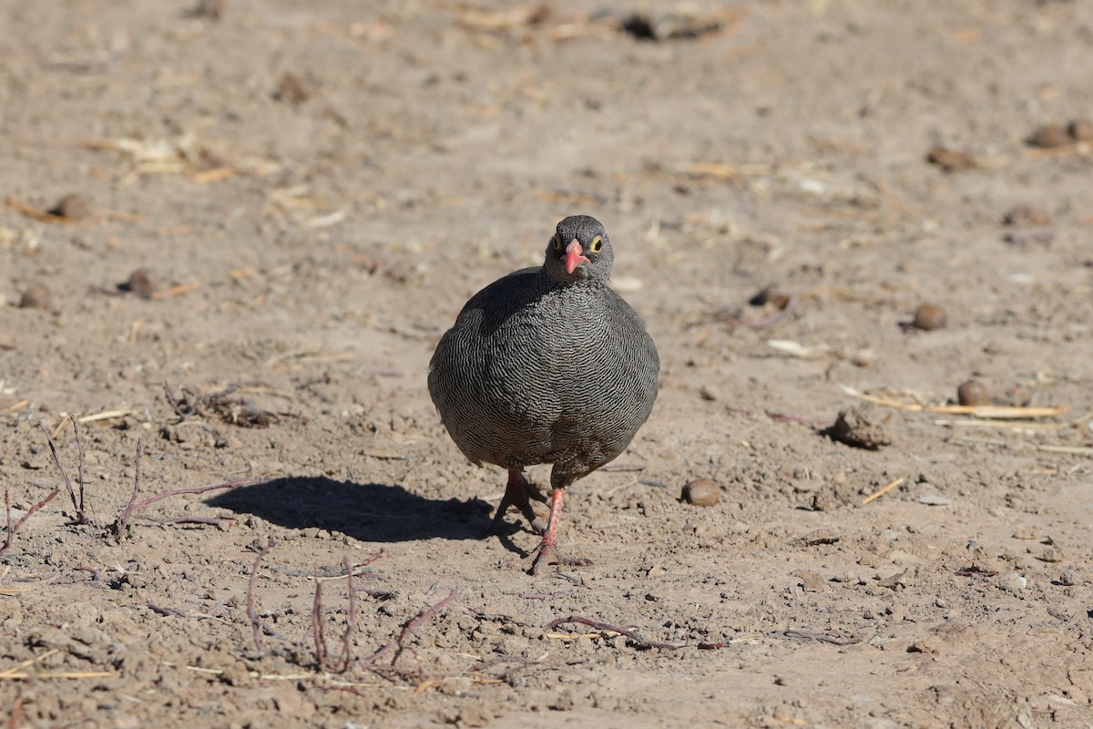 Francolin à bec rouge - ML228519831