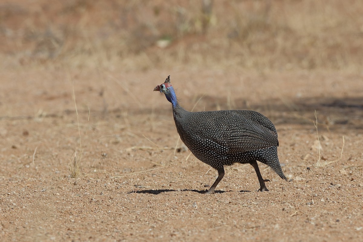 Helmeted Guineafowl - Holger Teichmann