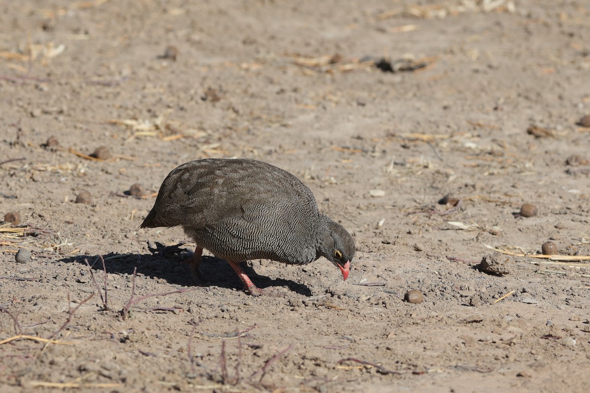 Red-billed Spurfowl - ML228519871