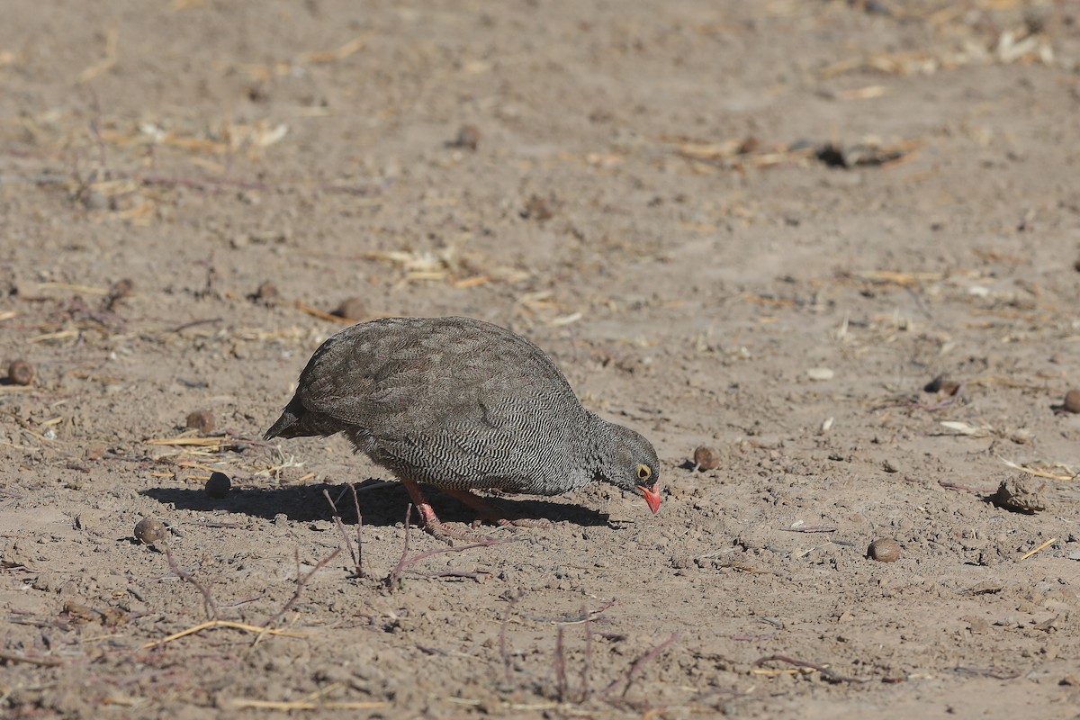 Red-billed Spurfowl - Holger Teichmann