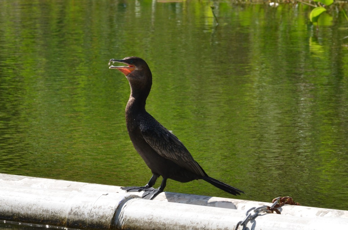 Neotropic Cormorant - ML228520691