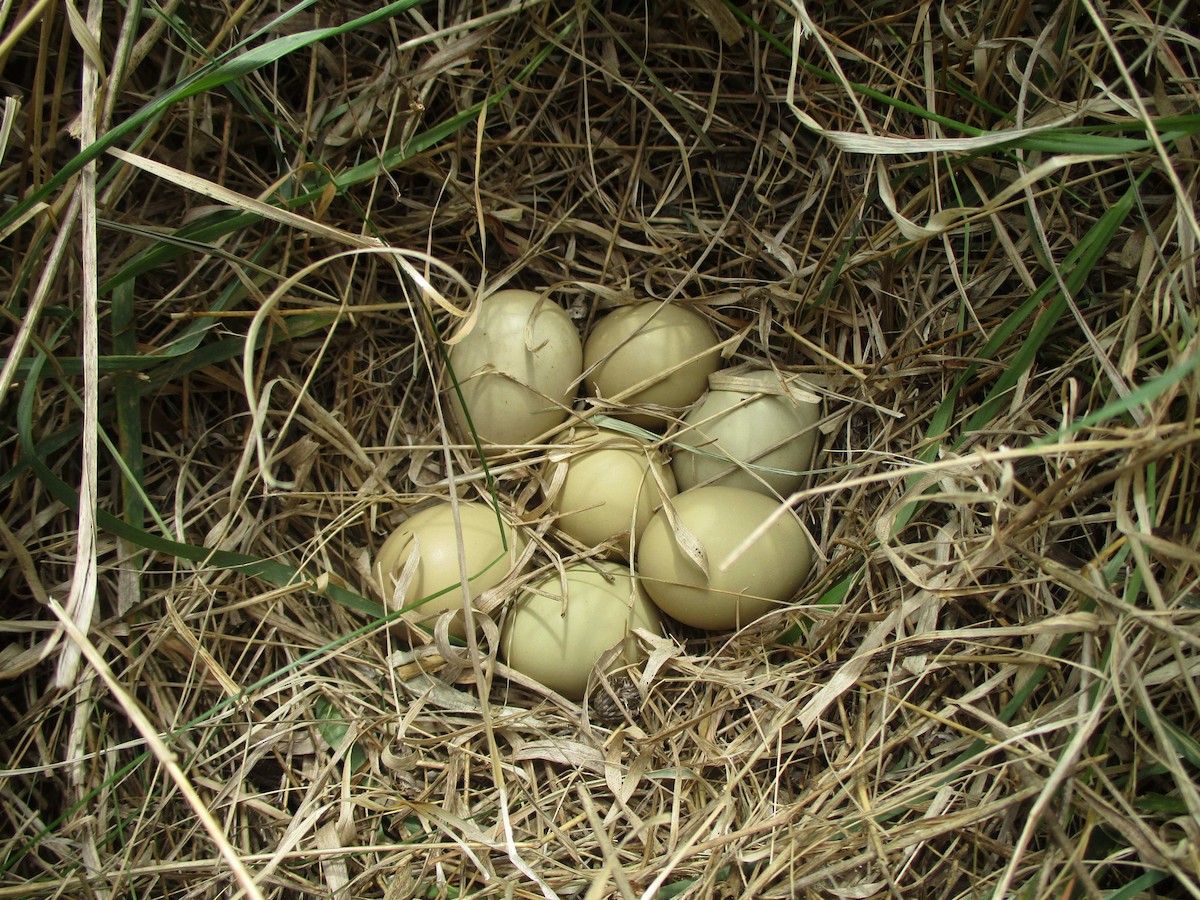 Ring-necked Pheasant - Tamas Zeke