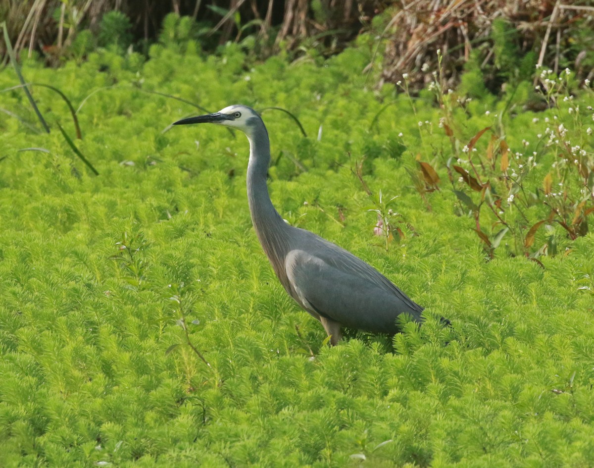 White-faced Heron - ML228521751