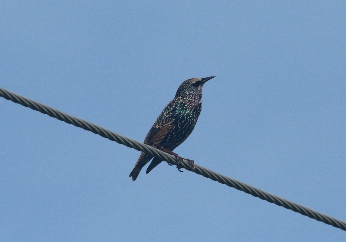 European Starling - ML228521871