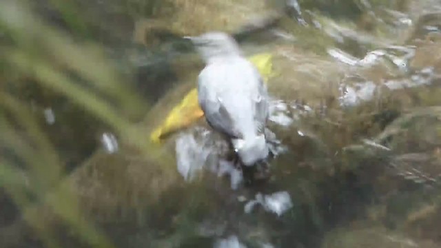 American Dipper - ML228522551