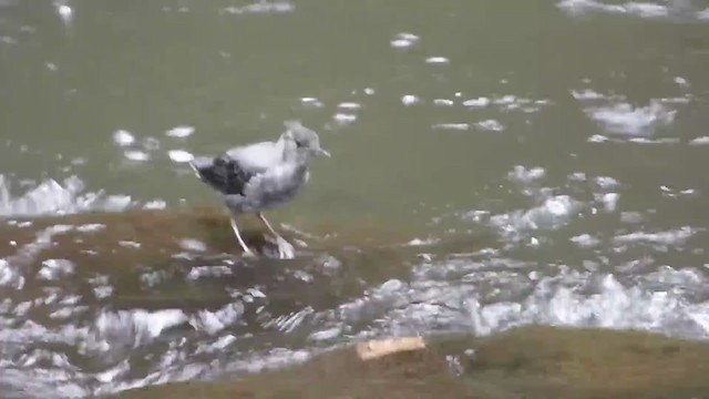 American Dipper - ML228522591