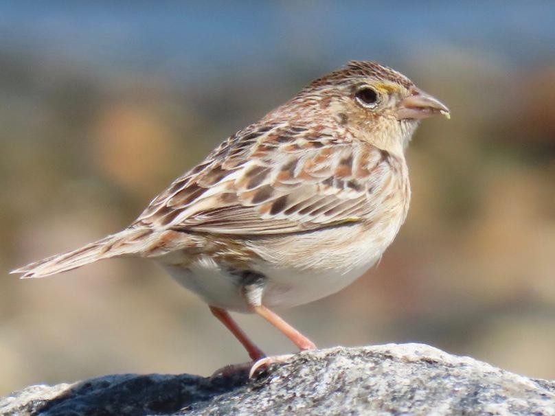 Grasshopper Sparrow - ML228523371