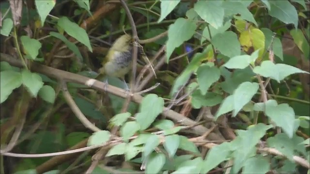 Yellow-faced Grassquit - ML228523481