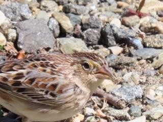 Grasshopper Sparrow - ML228523561