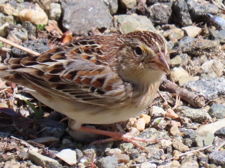 Grasshopper Sparrow - ML228523591