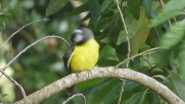 Boat-billed Flycatcher - ML228524291