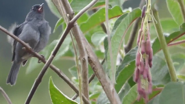 Slaty Flowerpiercer - ML228524411