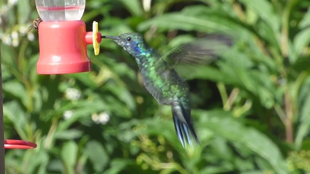 Lesser Violetear (Costa Rican) - ML228524501