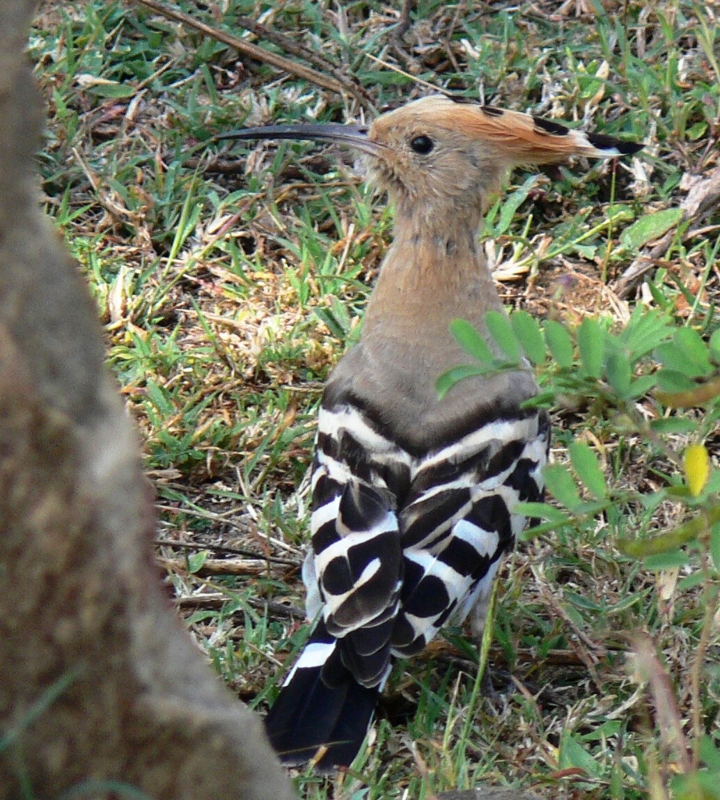 Eurasian Hoopoe - Jadeswamy Madaiah