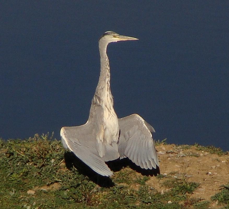 Gray Heron - ML228526211