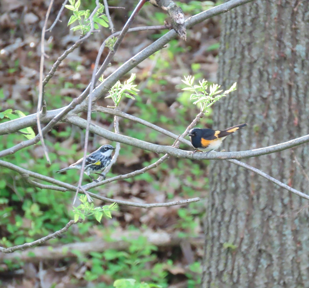 American Redstart - Kathy Carroll