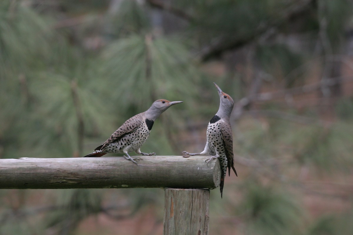 Northern Flicker - ML22852641