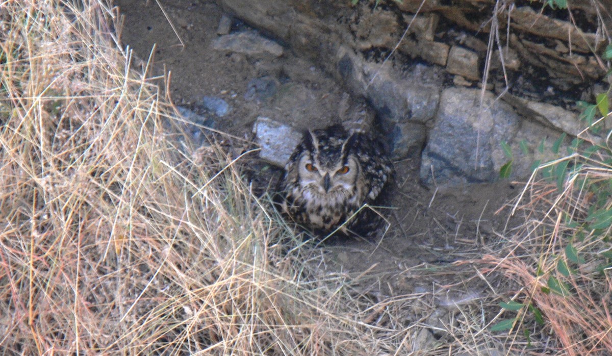 Rock Eagle-Owl - ML22852661