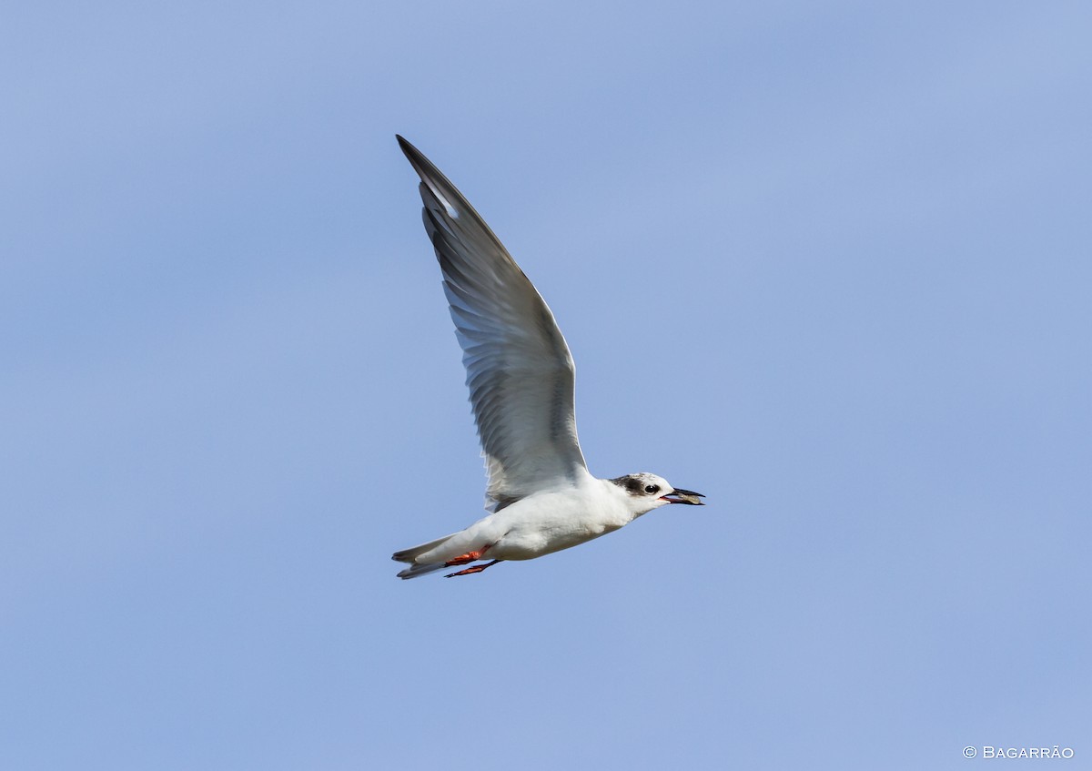 Whiskered Tern - ML228526611