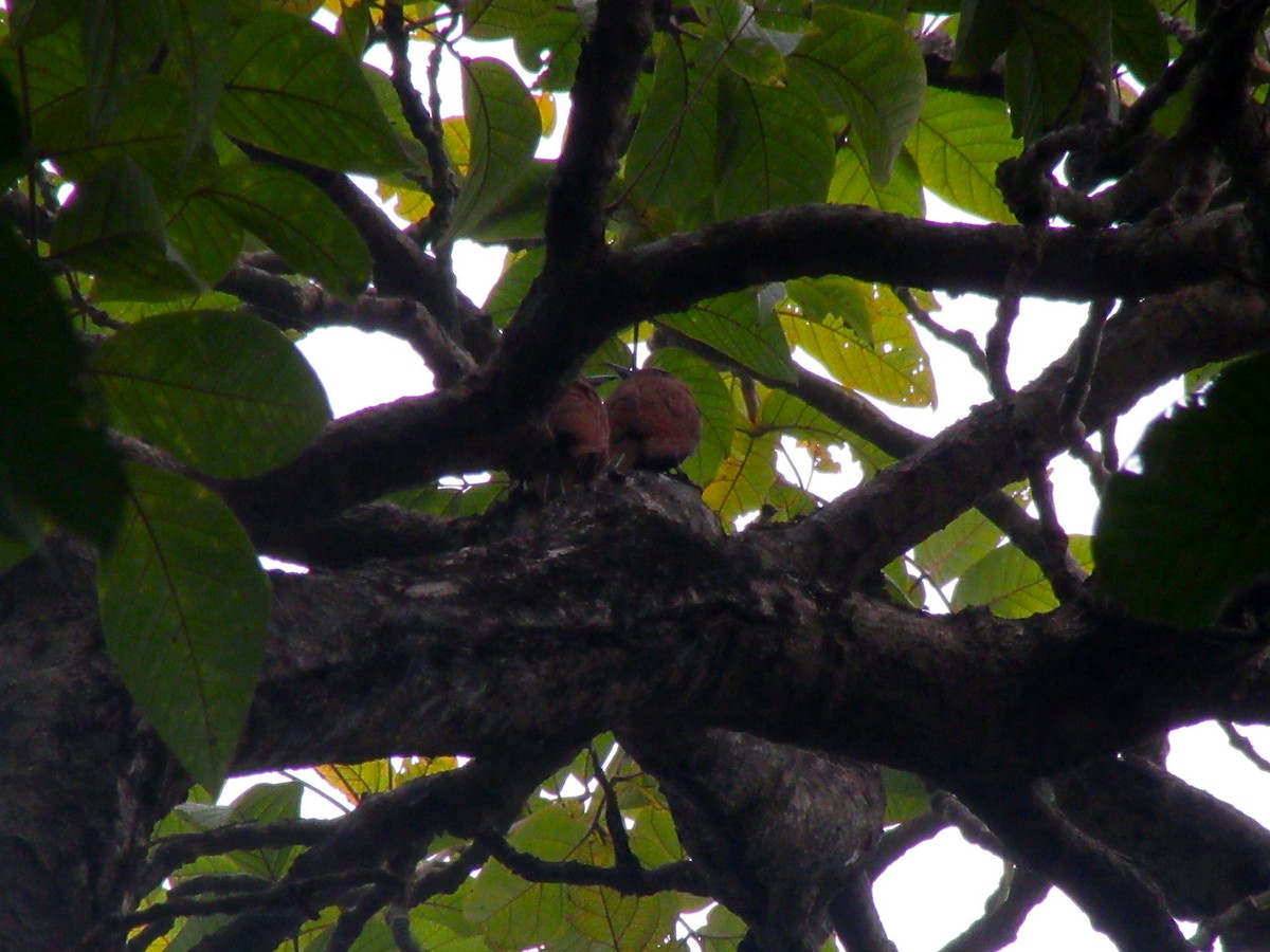 Rufous Woodpecker - Anubhab Hota