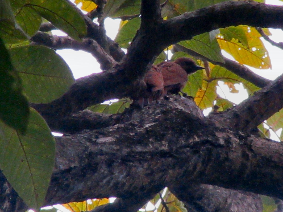 Rufous Woodpecker - Anubhab Hota