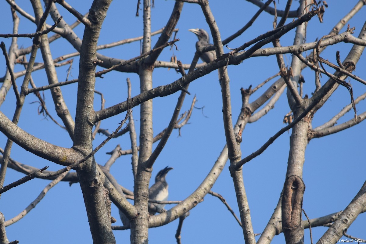 Indian Gray Hornbill - ML228528331